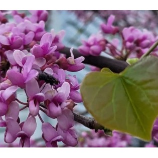 Cercis canadensis (Gainier rouge, Gainier du Canada)