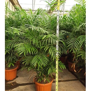 Chamaedorea seifrizii (Palmier nain de Seifriz)