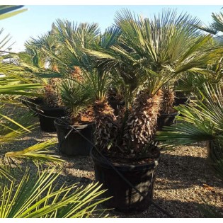Chamaerops humilis (palmier doum)