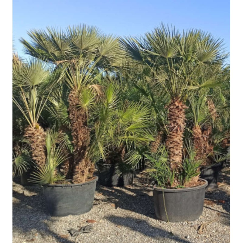 Chamaerops humilis (palmier doum)