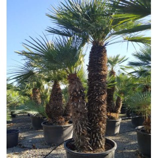 Chamaerops humilis var. cérifera (Palmier doum bleu)