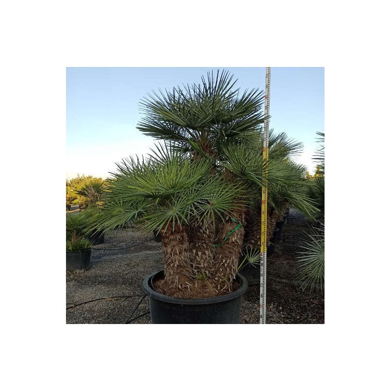 Chamaerops humilis var. cérifera (Palmier doum bleu)