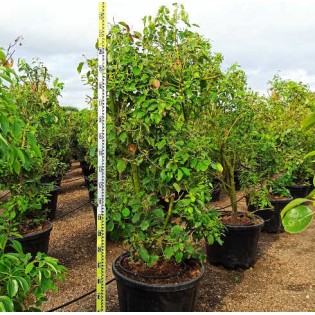 Cinnamomum camphora (Camphrier)