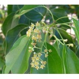 Cinnamomum camphora (Camphrier)