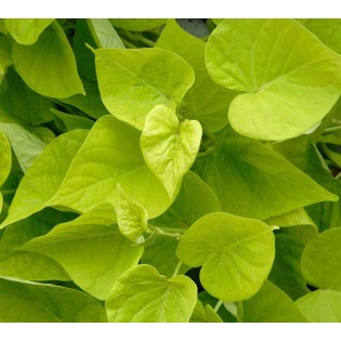 Ipomoea batatas (Patate douce)