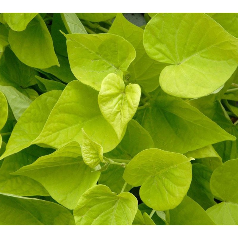 Ipomoea batatas (Patate douce)