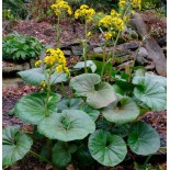 Farfugium japonicum syn Ligularia tussilaginea (Plante panthère)