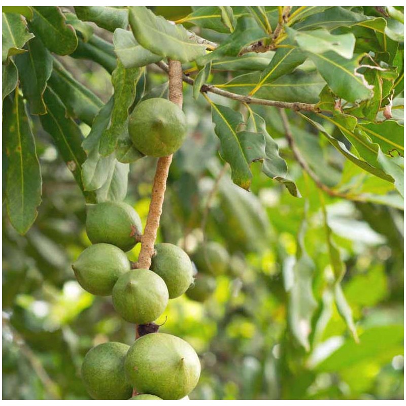 Macadamia intégrifolia (Noix de Macadamia)
