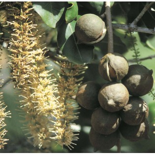 Macadamia intégrifolia (Noix de Macadamia)
