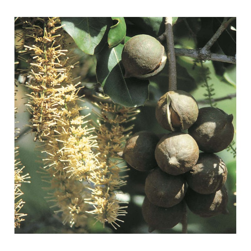 Macadamia intégrifolia (Noix de Macadamia)