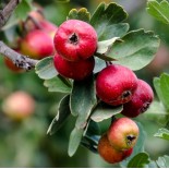 Crataegus azarolus (Acerolier, épine d’Espagne)