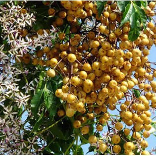 Melia azedarach (lilas de Perse (Melia azedarach (Lilas des Indes, margousier, faux Neem)