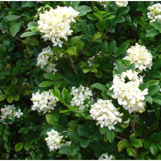 Murraya paniculata (Buis de Chine, Bois jasmin, Oranger jasmin)