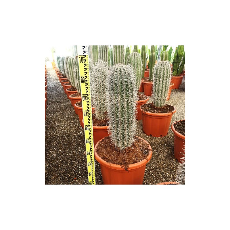 Pachycereus pringlei