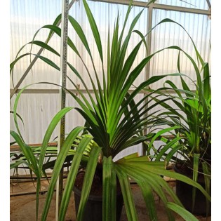 Pandanus utilis (Vacoa, vaquois, Pimpin)