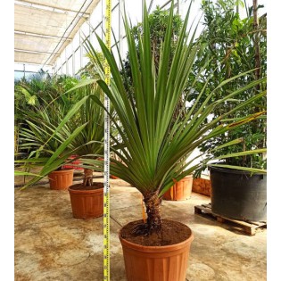 Pandanus utilis (Vacoa, vaquois, Pimpin)