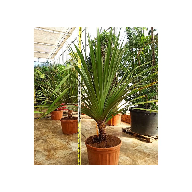 Pandanus utilis (Vacoa, vaquois, Pimpin)