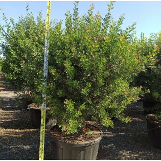 Pistacia lentiscus (Pistachier lentisque, Arbre à mastic)