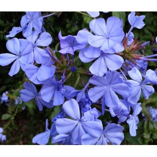 Plumbago auriculata syn. Plumbago capensis (Plumbago du Cap, Dentelaire du Cap)