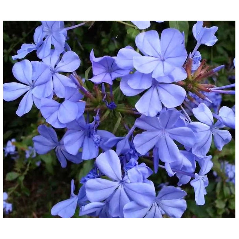 Plumbago auriculata syn. Plumbago capensis (Plumbago du Cap, Dentelaire du Cap)