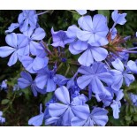 Plumbago auriculata syn. Plumbago capensis (Plumbago du Cap, Dentelaire du Cap)