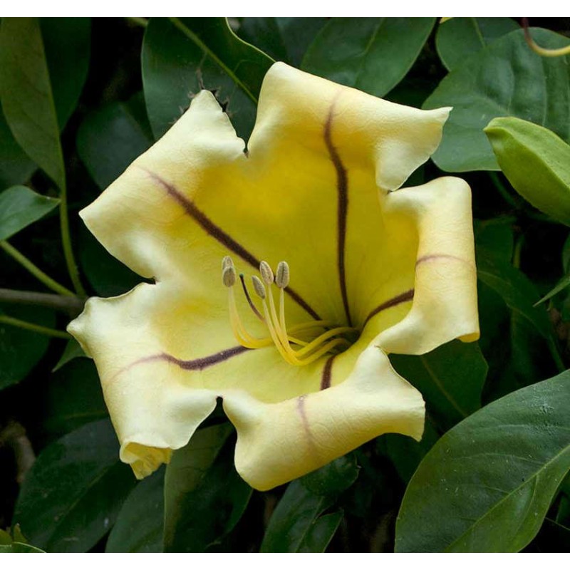 Solandra maxima (Bol d'or, Liane trompette)