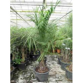 Butia nabonnandii (Butyagrus)
