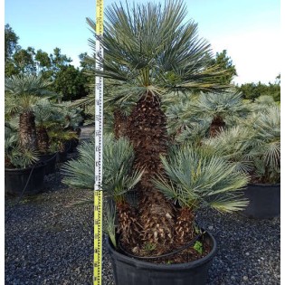 Chamaerops humilis var. cérifera (Palmier doum bleu)