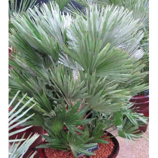 Chamaerops humilis var. cerifera (vulcan Palmier doum)