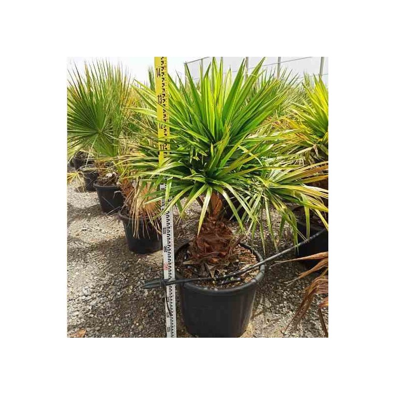 Livistona australis (Palmier éventail d'Australie)