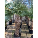 Trachycarpus fortunei