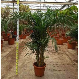 Dypsis lutescens Palmier multipliant
