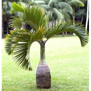 Hyophorbe lagenicaulis (Palmier bouteille)