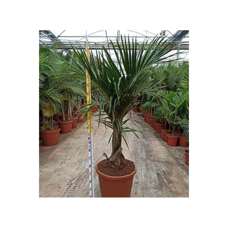 Hyophorbe verschaffeltii ( Palmiste marron, Palmier bouteille)