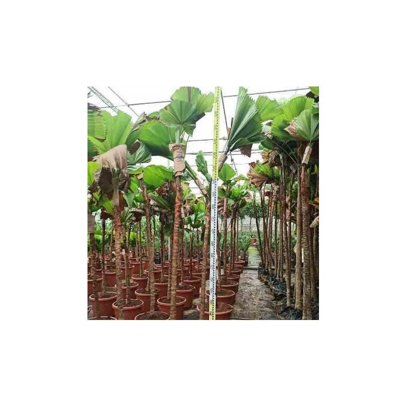 Licuala grandis Palmier cuillère