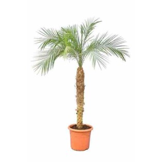 Phénix roebelenii (Dattier du Laos)