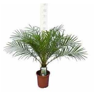 Phénix roebelenii (Dattier du Laos)