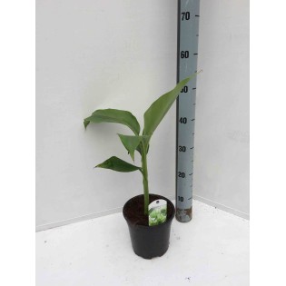 Musa basjoo Sakhaline (Bananier rustique)