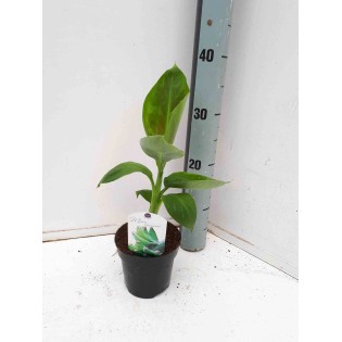 Bananier Musa acuminata cv. Super Dwarf Cavendish