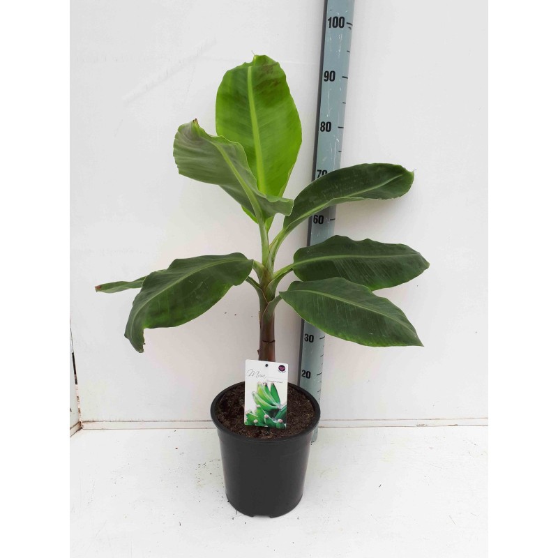 Bananier Musa acuminata cv. Cavendish super nain