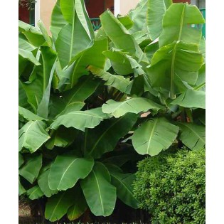 Bananier Musa acuminata cv. Cavendish super nain