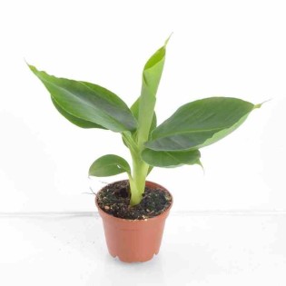 Bananier Musa acuminata cv. Cavendish super nain