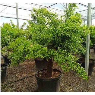 Citrus clémentine (syn. Citrus reticulata)