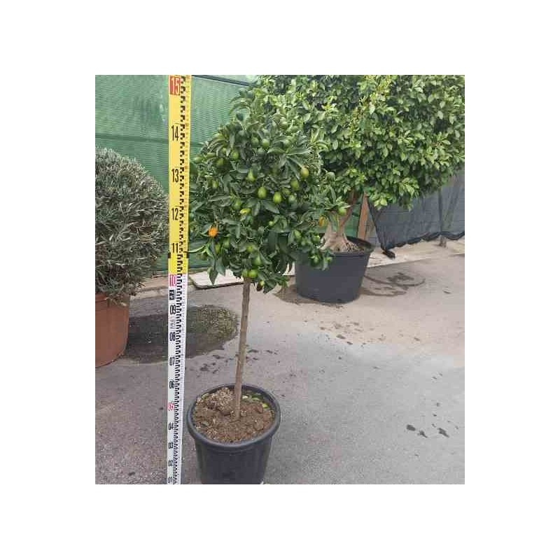 Kumquat aux agrumes (Fortunella margarita)