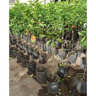 Oranger Citrus sinensis