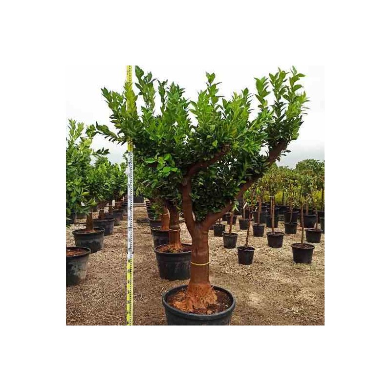 Citrus sinensis (oranger)