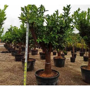 Citrus sinensis (oranger)