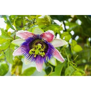 Passiflora edulis var. flavicarpa
