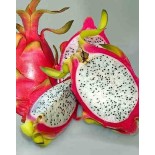 Pitaya : Hylocereus undatus(Pitaya ou fruit du dragon)