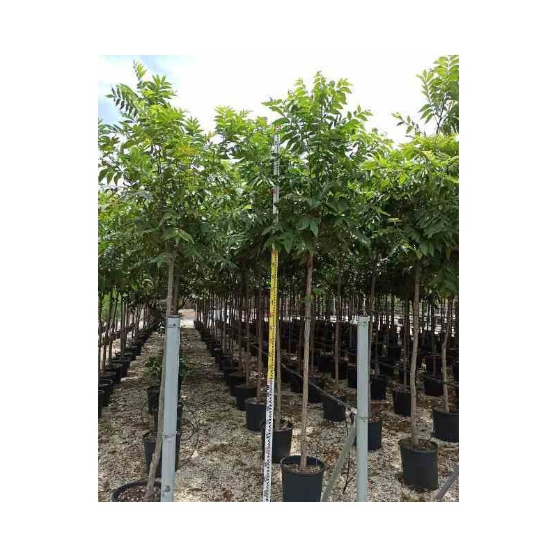 Carya illinoinensis noix de pécan pacanier